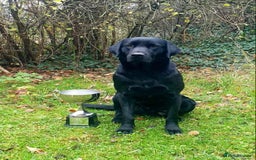 Labrador Retriever dogs for sale: Gorgeous Labrador Puppies - Image 4