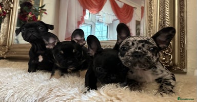 French Bulldog dogs - Advert 10