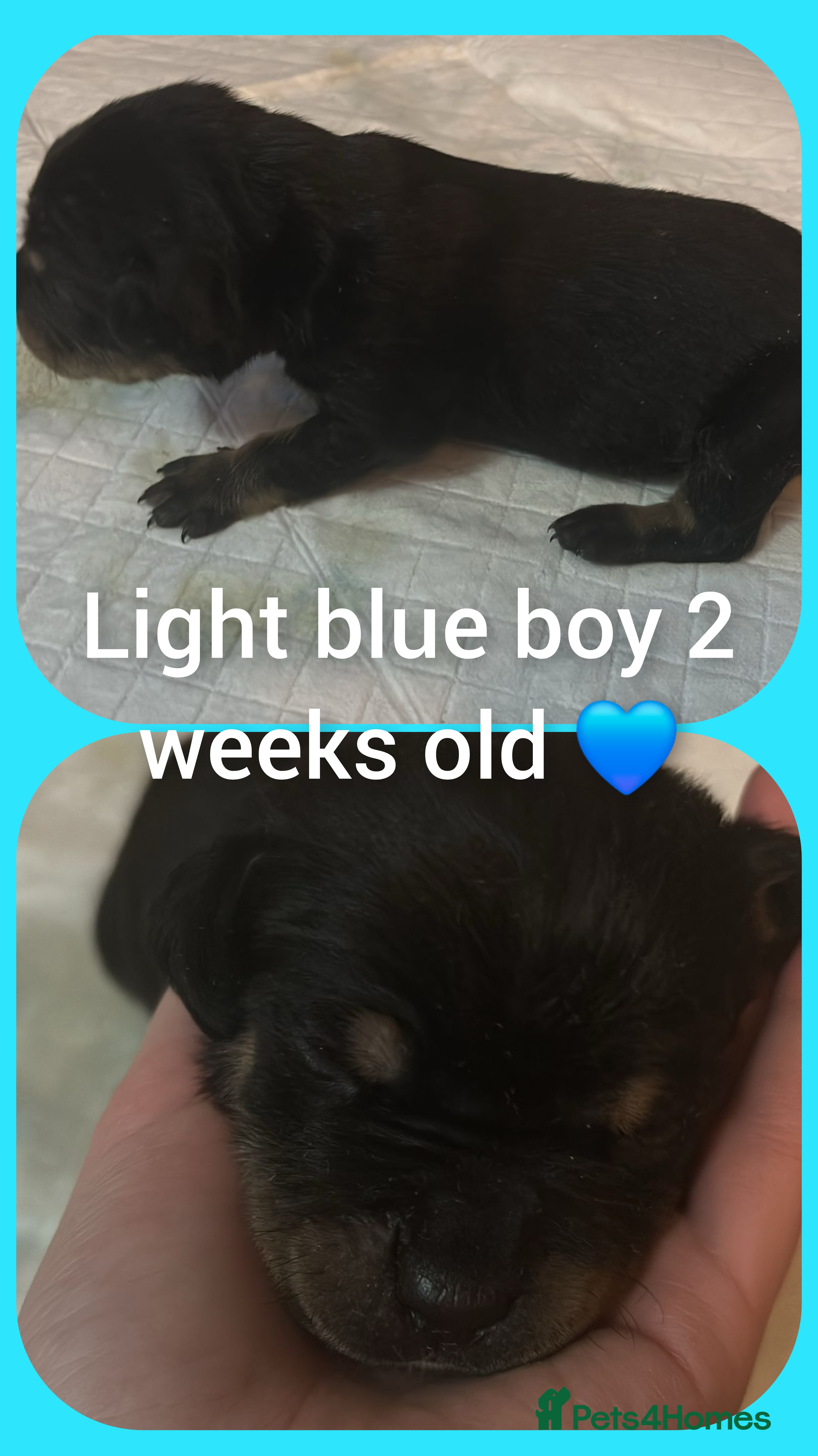 Mixed Breed dogs Staffy cross pups for sale  - Advert 19