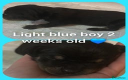 Mixed Breed dogs for sale: Staffy cross pups for sale  - Advert 1