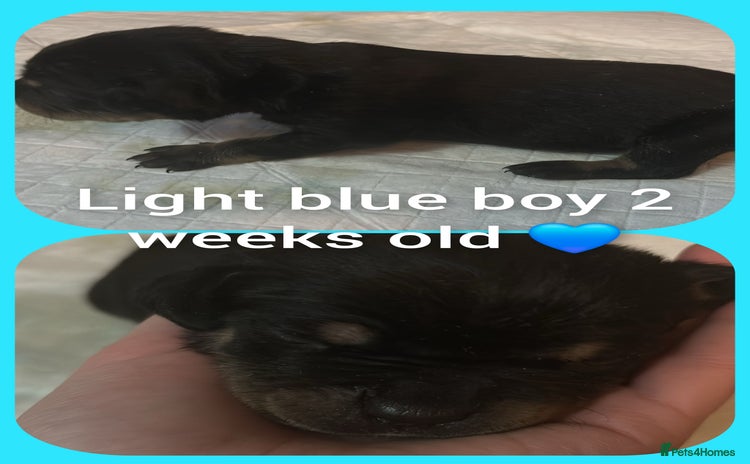 Mixed Breed dogs Staffy cross pups for sale  - Advert 12