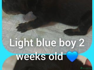 Mixed Breed dogs Staffy cross pups for sale - Advert 13