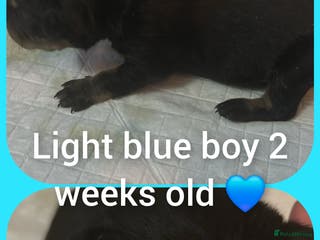 Mixed Breed dogs Staffy cross pups for sale - Advert 9