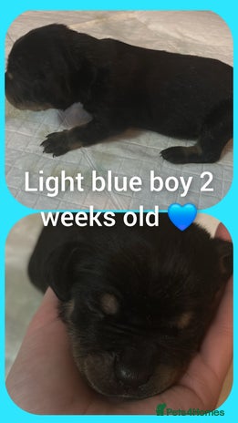 Mixed Breed dogs Staffy cross pups for sale - Advert 3