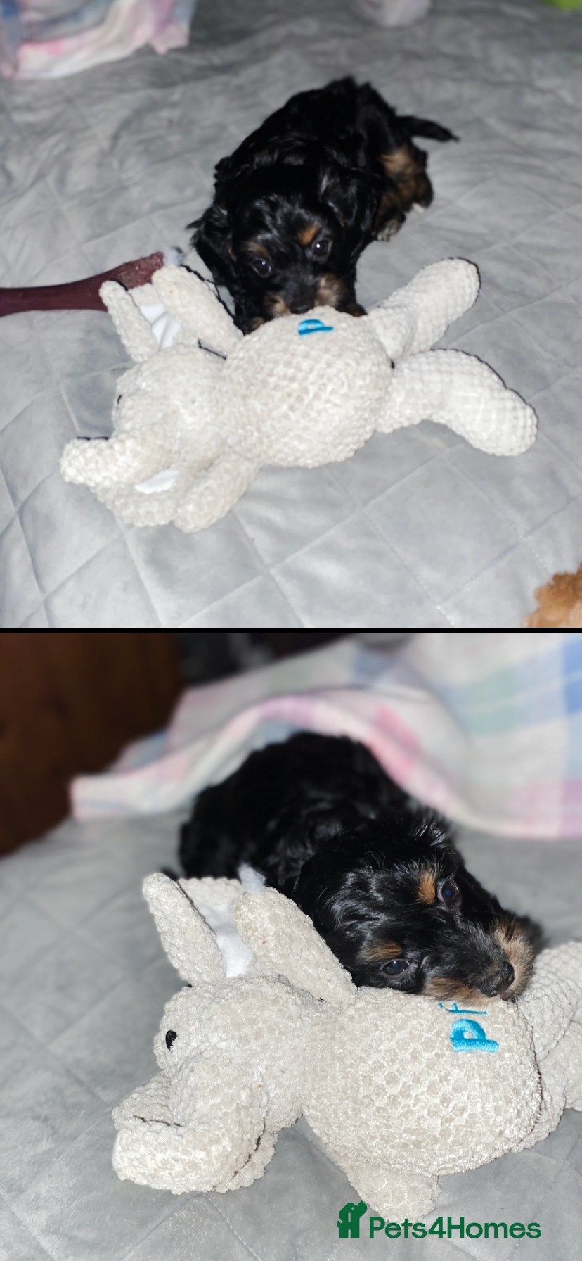 Cockapoo dogs 2x female F1b cockapoos READY NOW!  - Advert 3