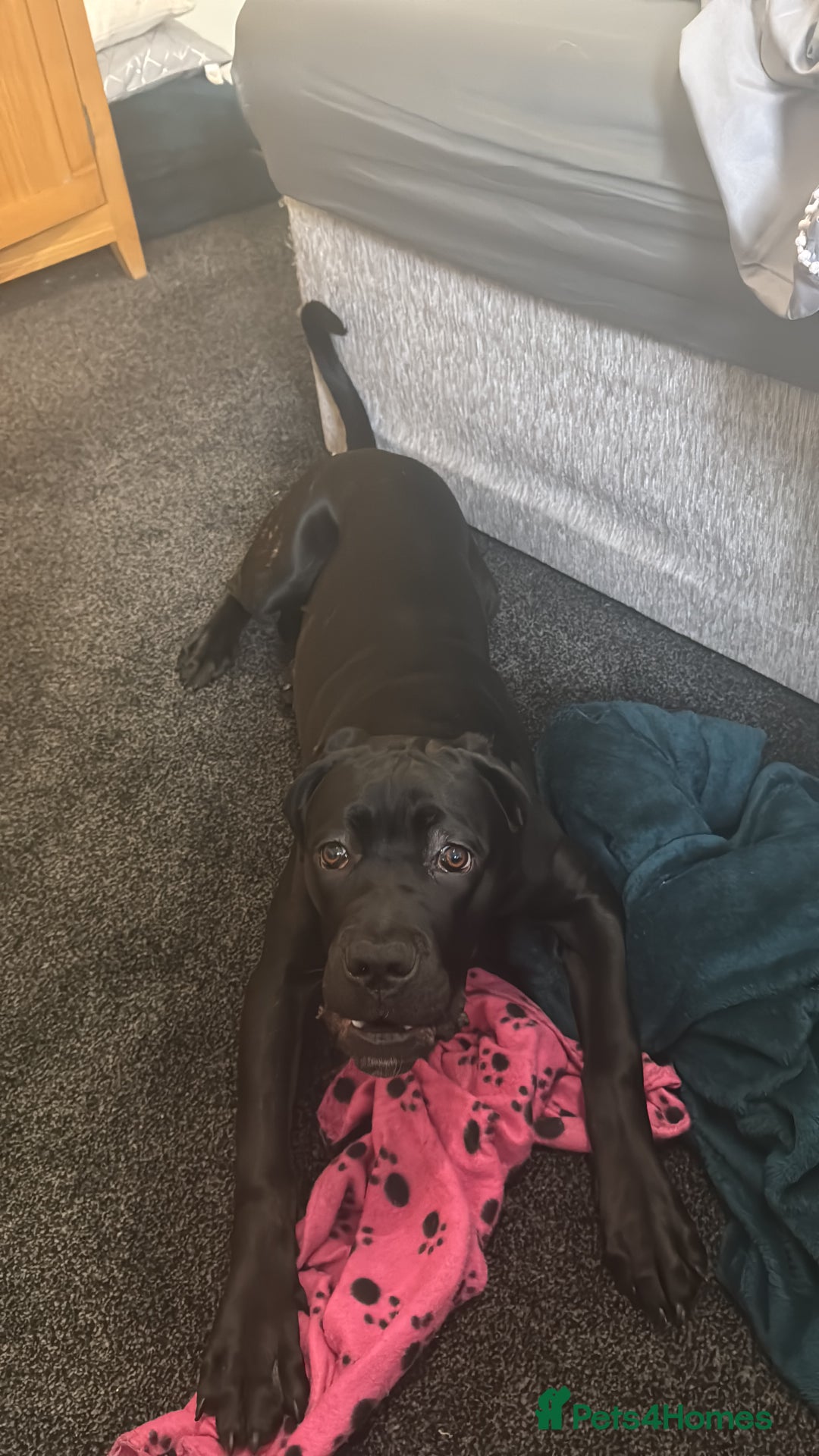 Cane Corso dogs for sale: 1.5 year old cane corso  - Advert 10