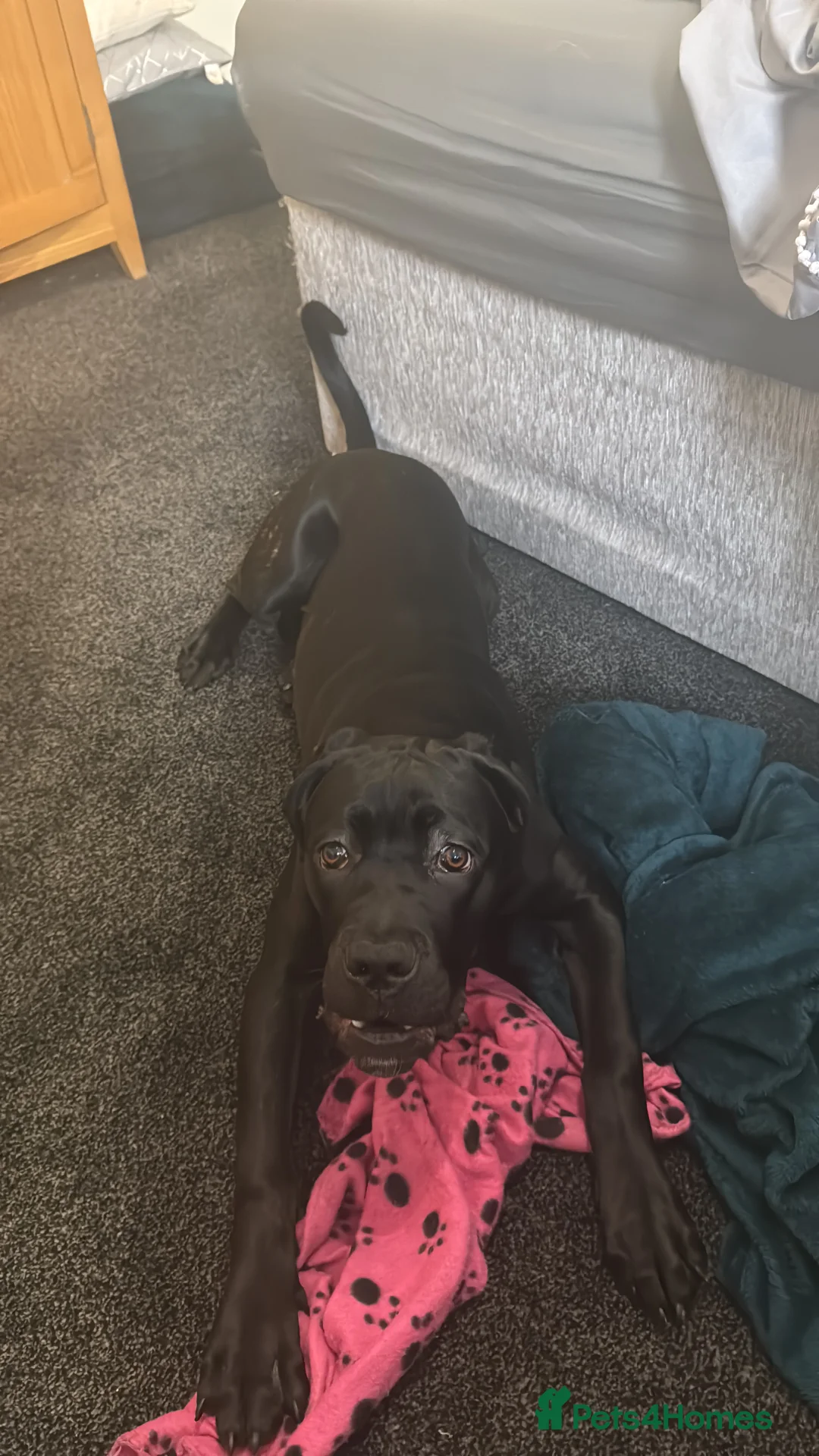 Cane Corso dogs for sale: 1.5 year old cane corso  - Advert 10