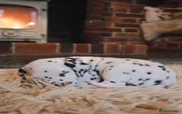 Dalmatian dogs for sale: Beautiful KC Registered Dalmatian Litter - Image 10