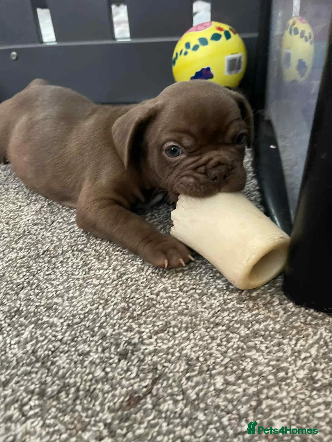 French Bulldog dogs for sale: Charming selection of French Bulldog Puppies - Image 9