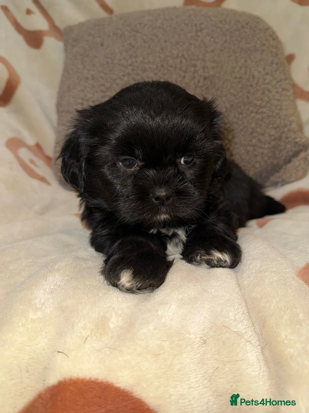 Shih Tzu dogs for sale: Stunning Black Shih Tzu Puppies - Advert 3