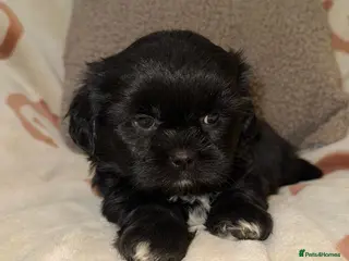 Shih Tzu dogs ❤️Stunning Black Shih Tzu Puppies💚 - Advert 5
