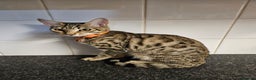 Bengal cats for sale: Silver/ mink bengals kittens  - Advert 26