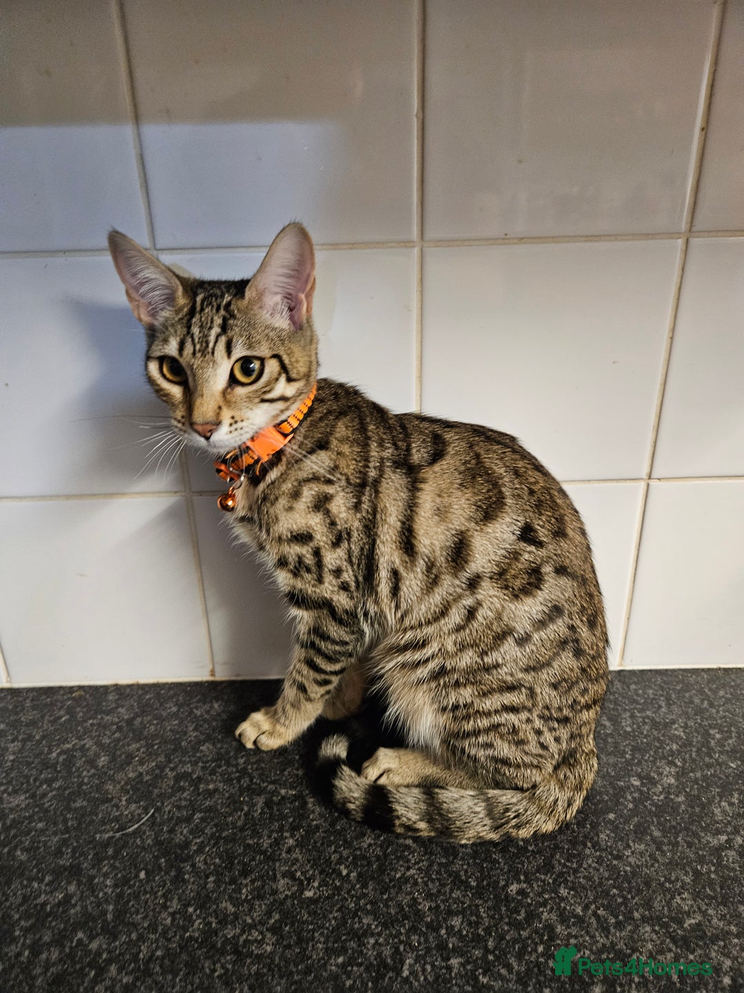 Bengal cats for sale: Silver/ mink bengals kittens  - Advert 26