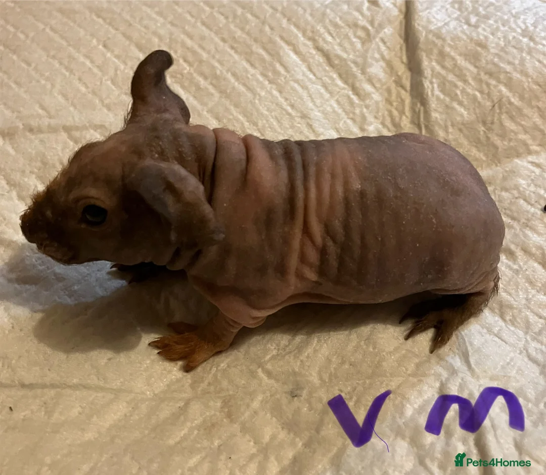 Guinea Pig rodents for sale: Well handled skinny pigs.  - Advert 16