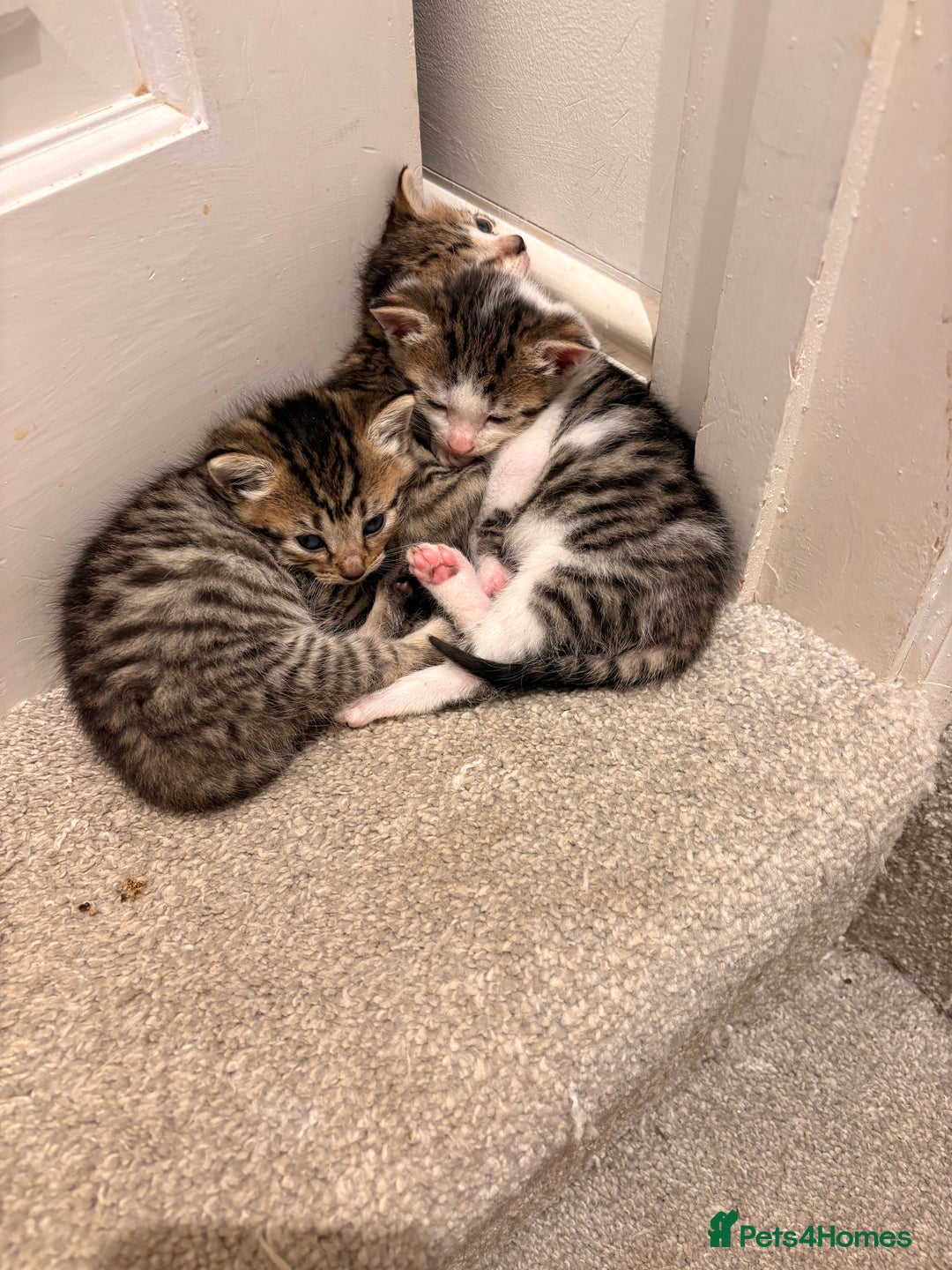 Mixed Breed cats for sale: 3 Mixed Tabby Kittens - Image 7