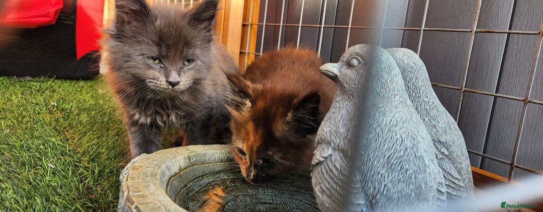 Maine Coon cats for sale: Big maine coon kittens  - Image 16