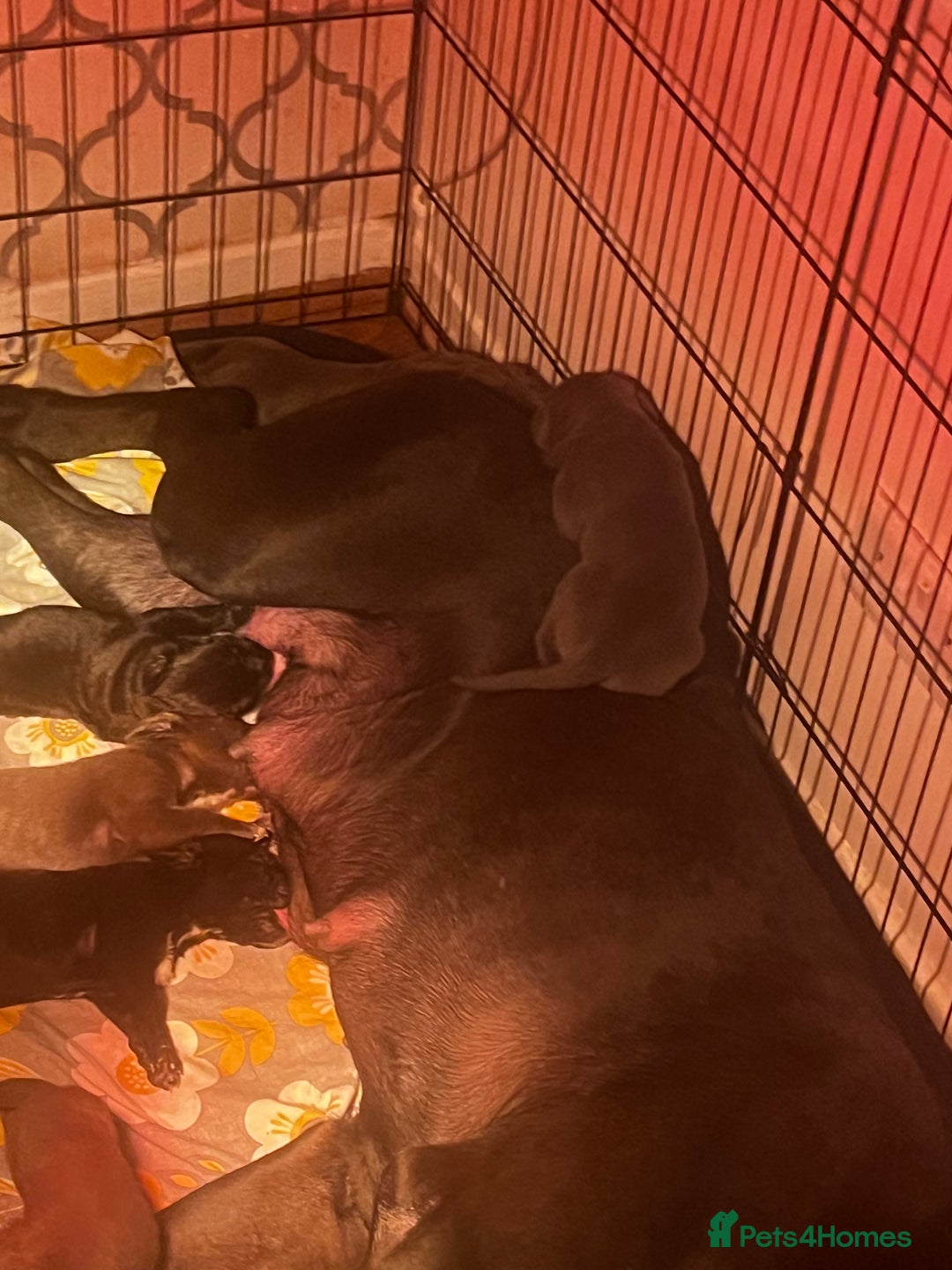 Cane Corso dogs for sale: Cane corso puppies - Advert 16