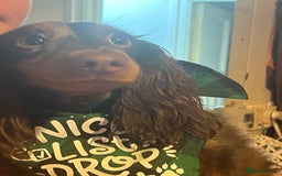 Miniature Dachshund dogs for sale: Mini longhaired Isabella/tan Dachshunds VACCINATED - Image 28