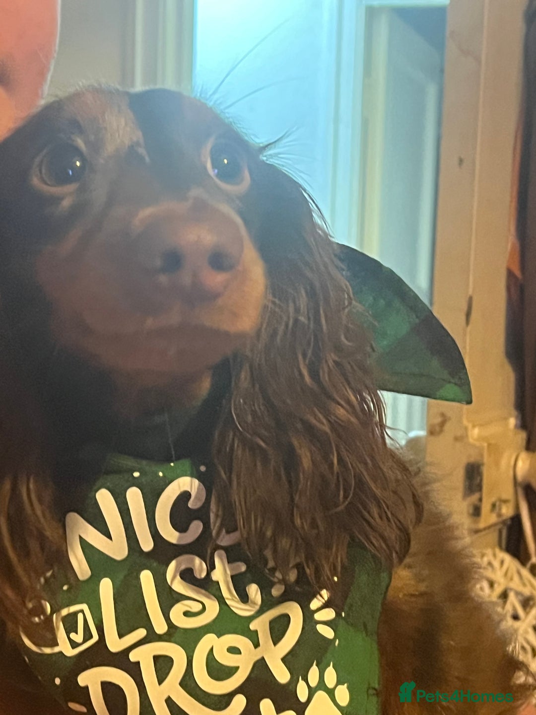 Miniature Dachshund dogs for sale: Mini longhaired Isabella/tan Dachshunds VACCINATED - Image 28