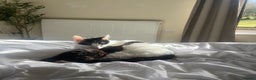 Mixed Breed cats for adoption: 8 week Kitten - Tuxedo Boy  - Advert 4