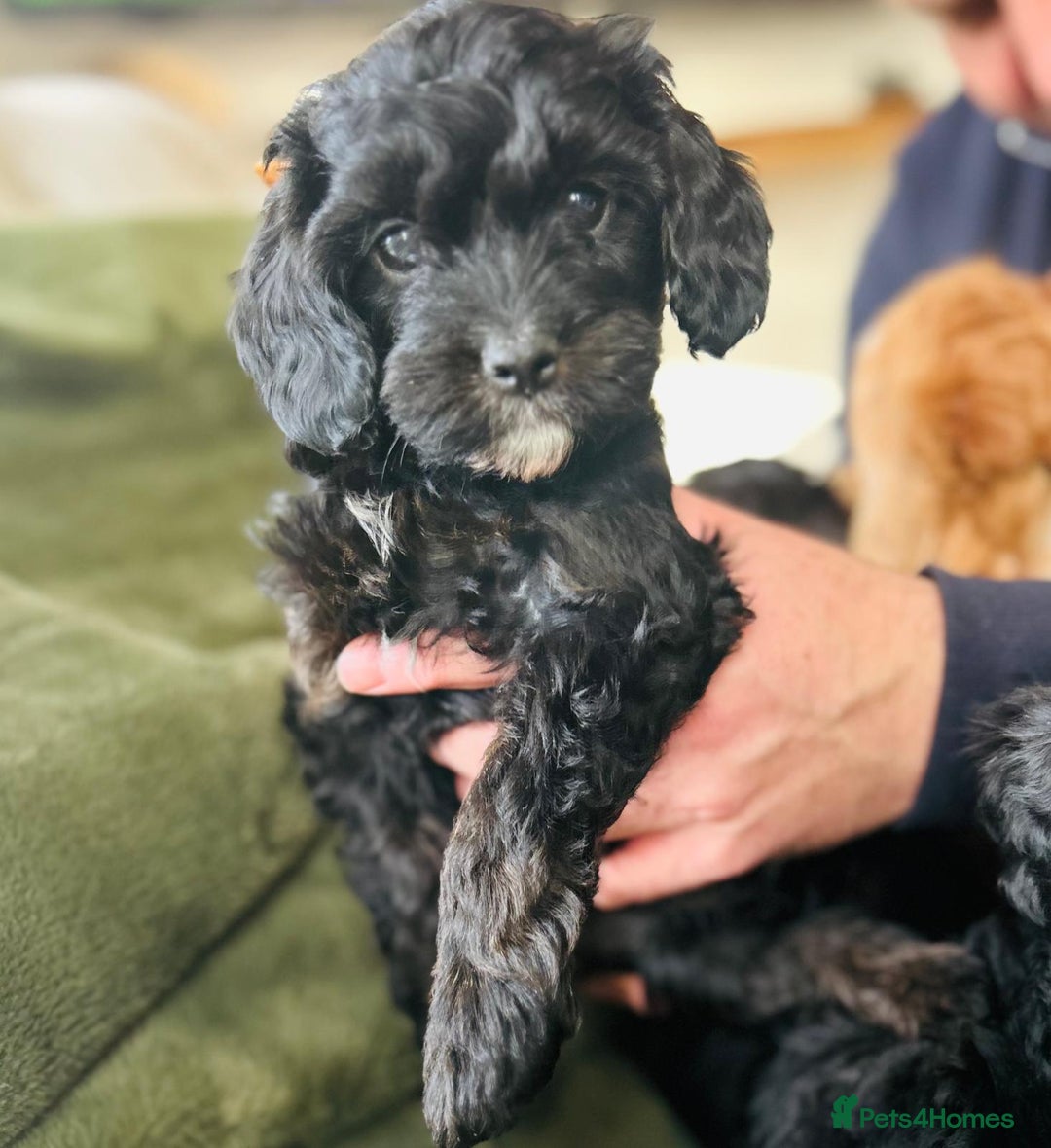 Cavapoo dogs for sale: Stunning cavapoos - Advert 5