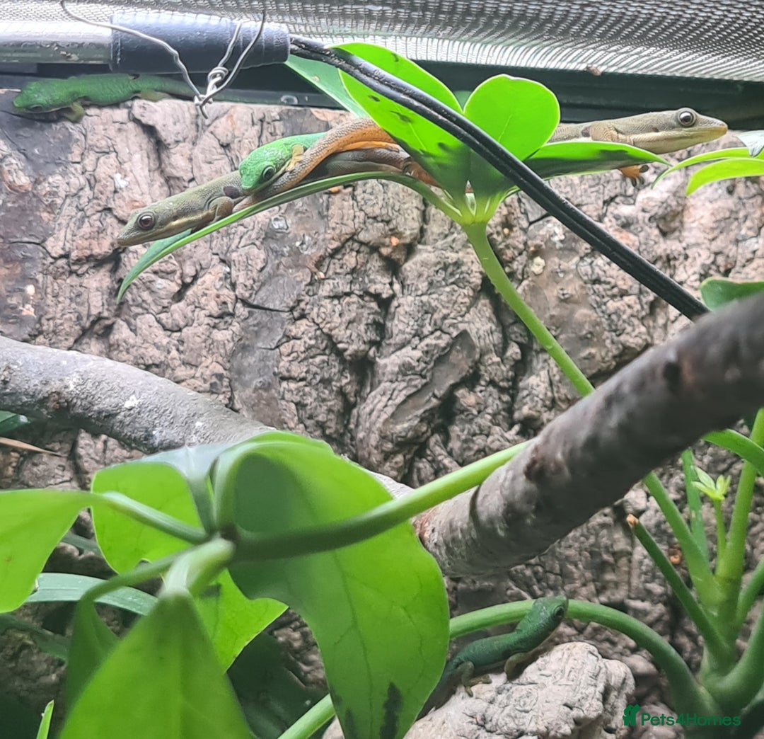 Gecko reptiles for sale: Peacock geckos in Harlow - Image 18