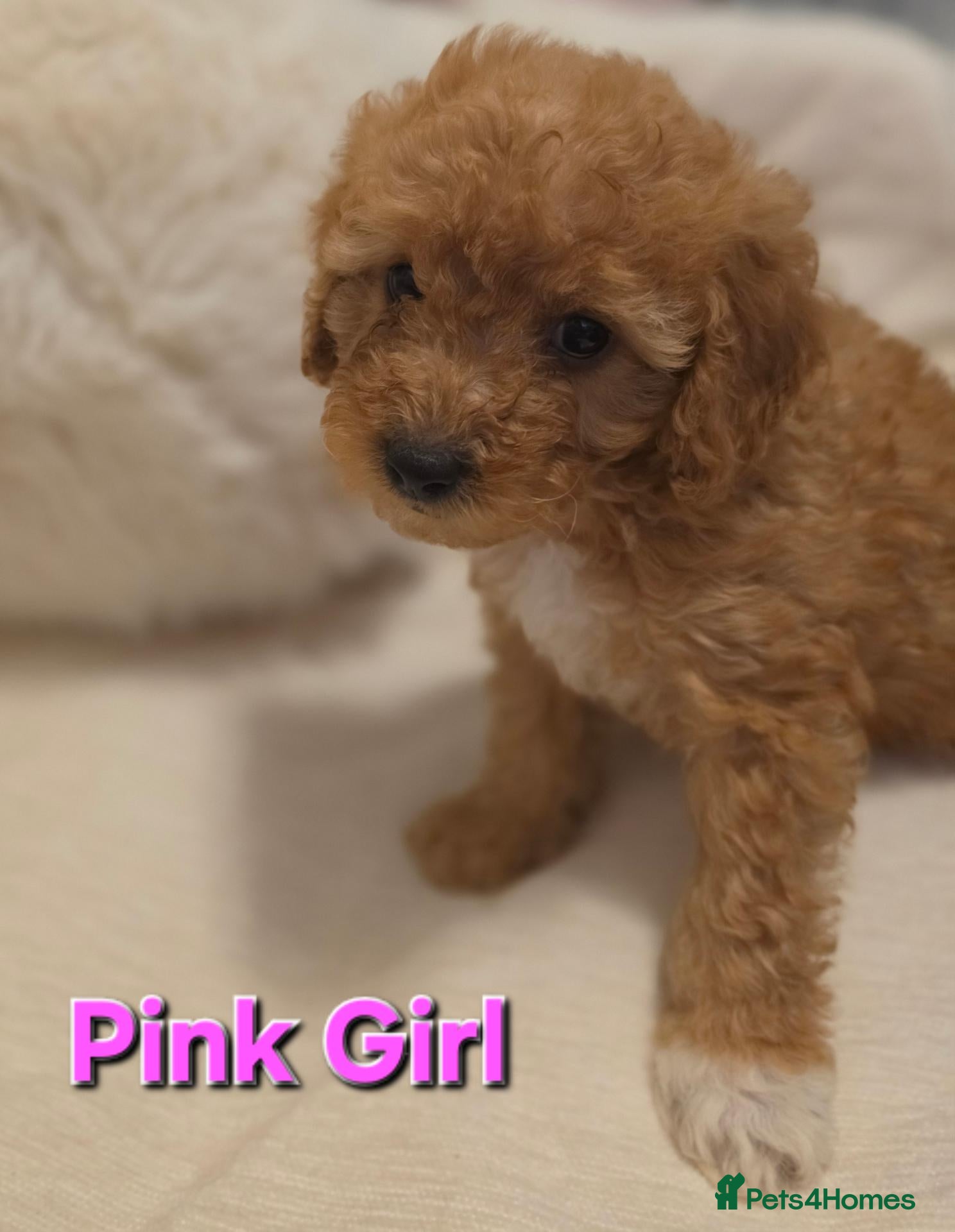 Maltipoo dogs 🐶4 beautiful maltipoo pups for sale🐶 - Advert 3
