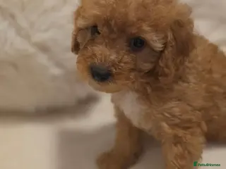 Maltipoo dogs 🐶4 beautiful maltipoo pups for sale🐶 - Advert 3