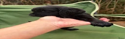 Cocker Spaniel dogs for sale: 4 KC puppies looking for there forever homes. - Advert 15