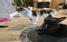 Domestic Shorthair cats for sale: Kitten-boy - Advert 1