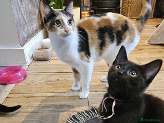 Domestic Shorthair cats Kitten-boy - Advert 1