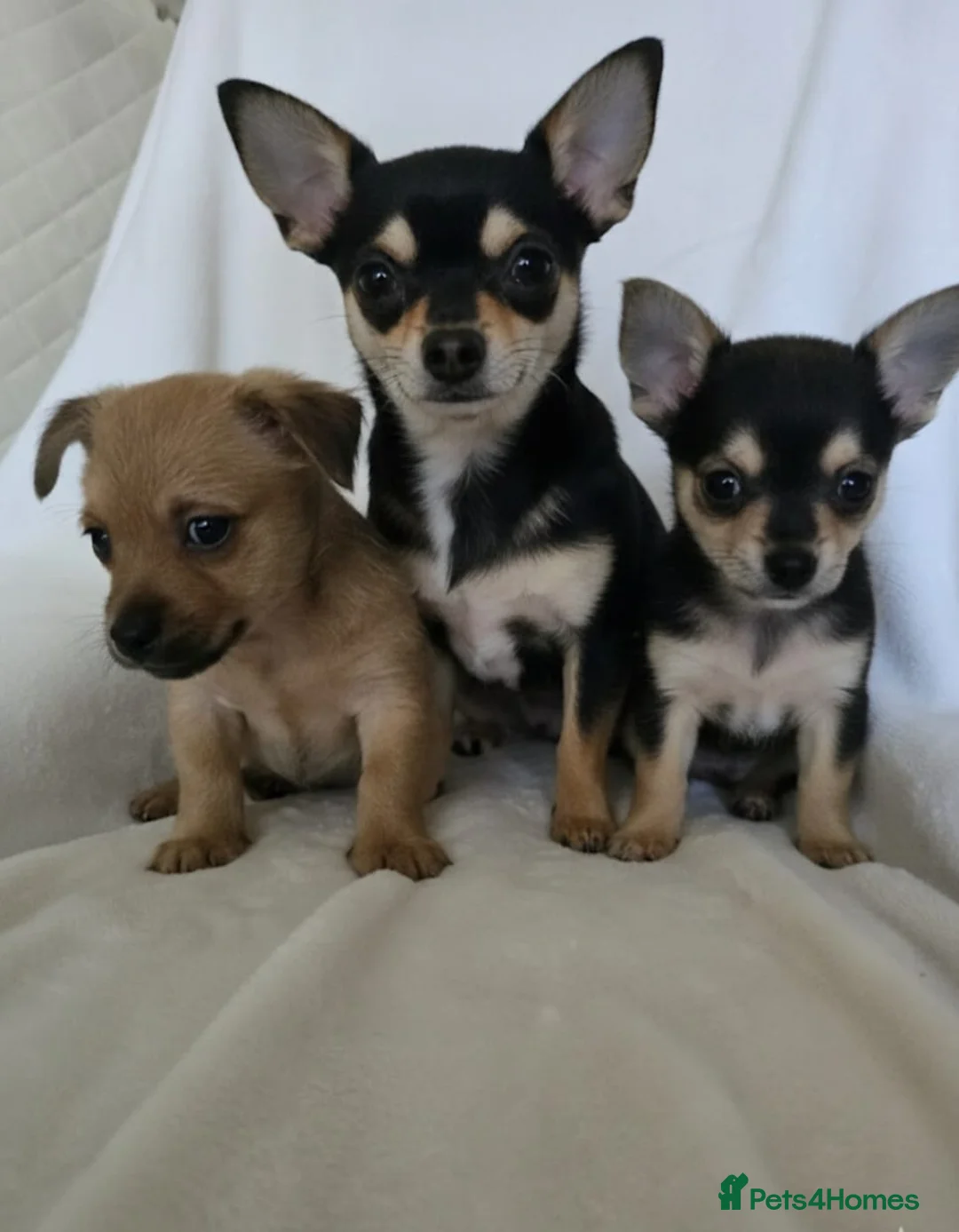 Chihuahua dogs for sale: Chihuahua puppies  - Advert 1