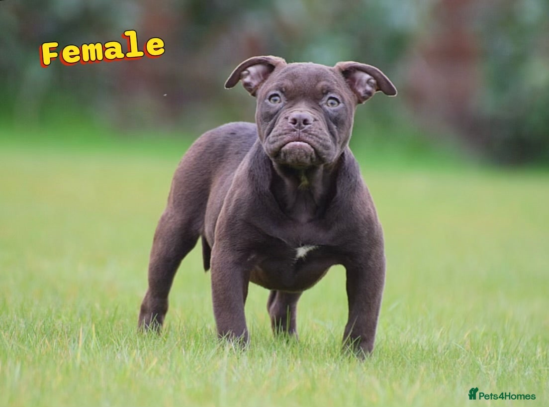 Olde English Bulldogge dogs 23 years experience 5⭐️Rated licensed  - Advert 13