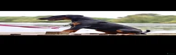 Dobermann dogs for sale: *Outstanding European Dobermanns for sale* - Advert 3