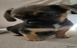 Mixed Breed dogs for sale: 6 jug x cavachon pups for sale  - Image 2