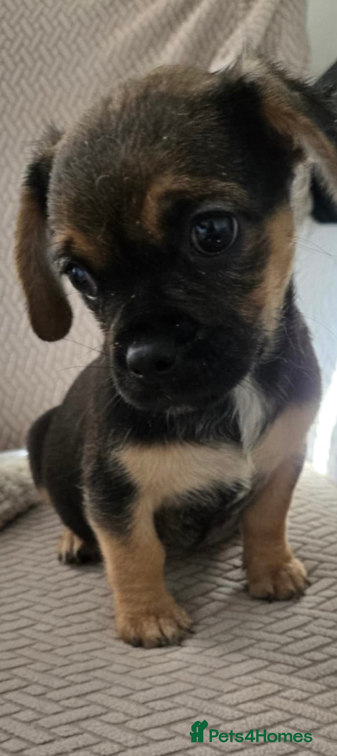 Mixed Breed dogs for sale: 6 jug x cavachon pups for sale  - Image 2