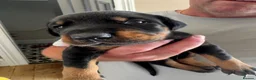 Dobermann dogs for sale: 3 chunky Dobermans puppies  - Advert 10