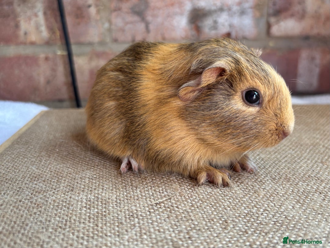 Teddy Guinea Pig Colors Buy List Of Guinea Pig Breeds Free Shipping