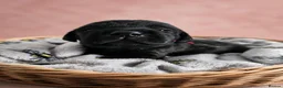 Labrador Retriever dogs for sale: KC registered Balck labrador retrievers - Advert 13