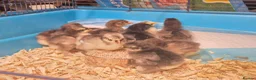 Chickens poultry for sale: Pekin Bantam Chicks in Tamworth - Advert 3
