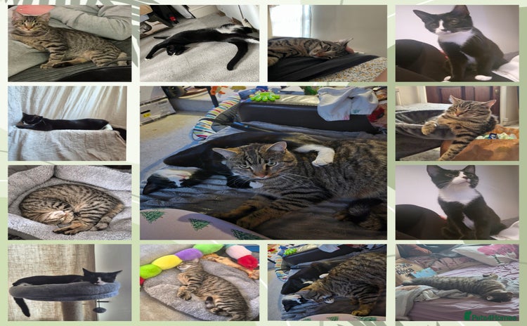 Maine Coon cats *2 cats looking for a loving home - Advert 14