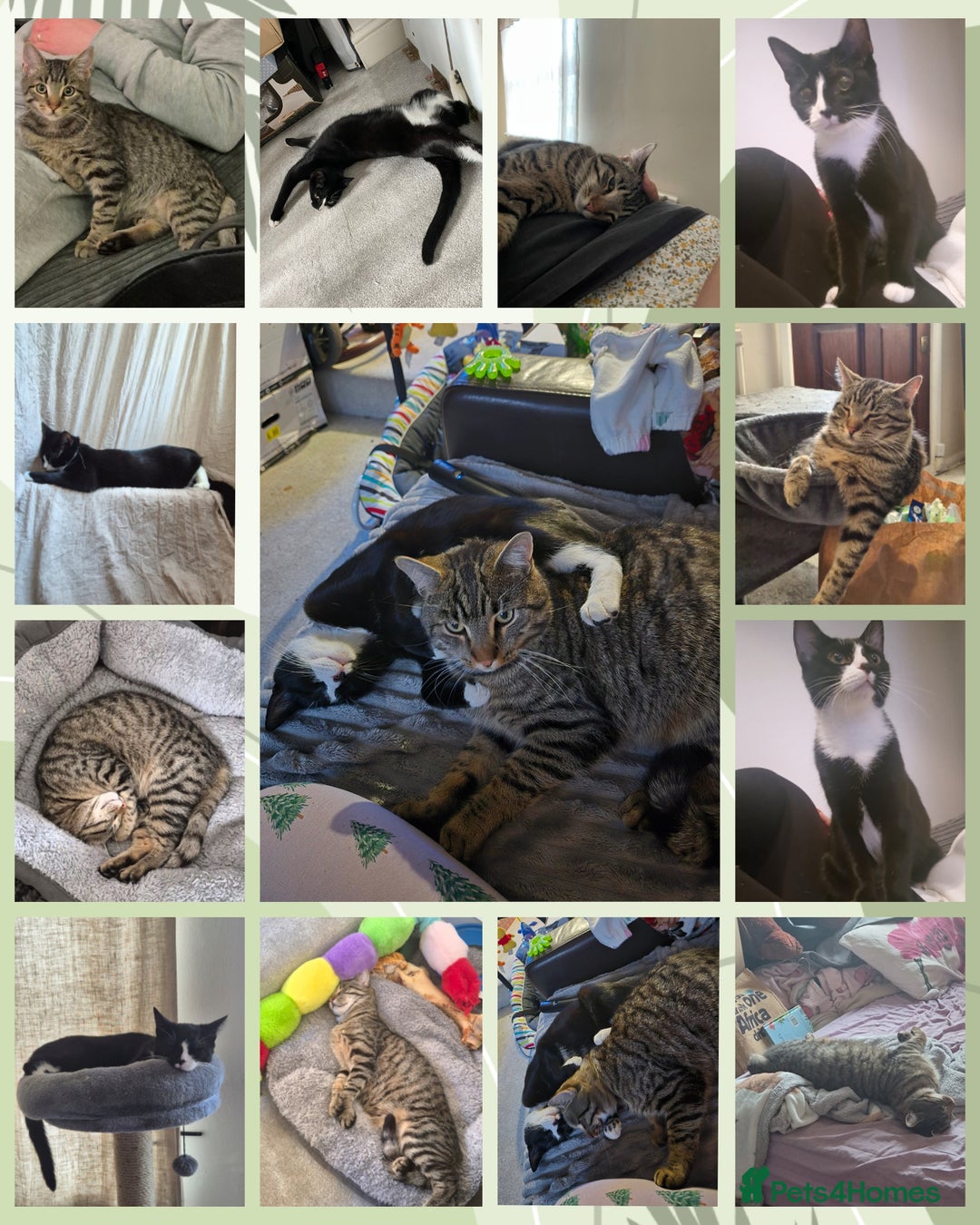 Maine Coon cats for sale: *2 cats looking for a loving home - Advert 1