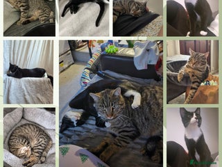 Maine Coon cats *2 cats looking for a loving home - Advert 14