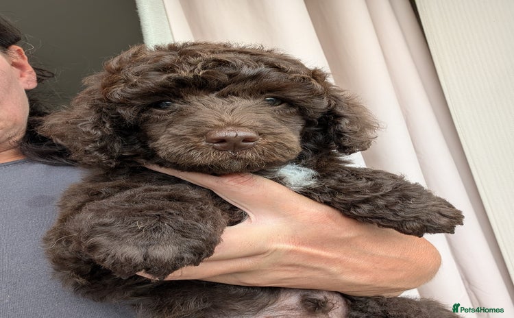 Miniature Poodle dogs - Advert 2