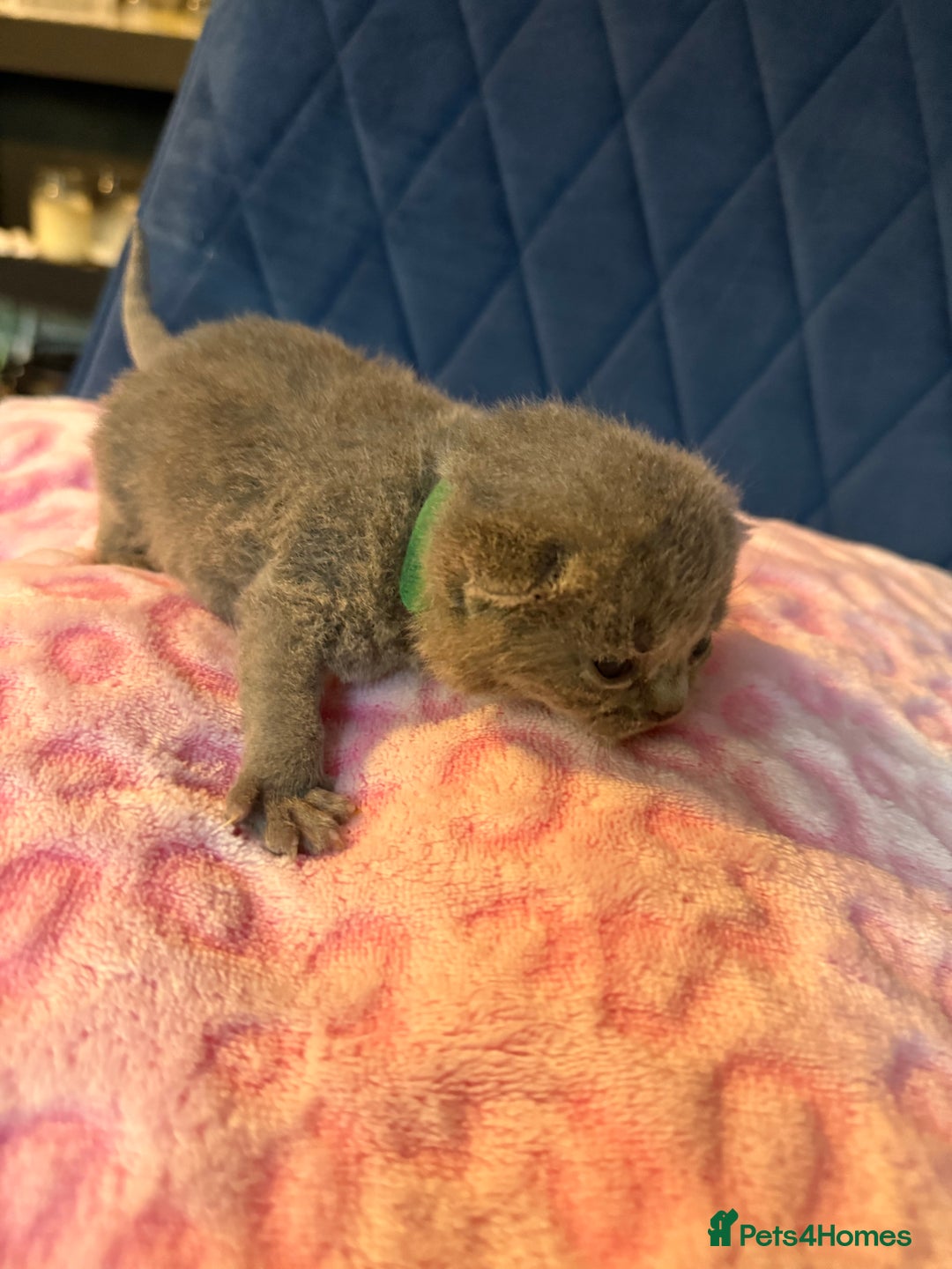 British Shorthair cats for sale: Pure British Shorthair Champion line 🥇🏆😻  - Image 12