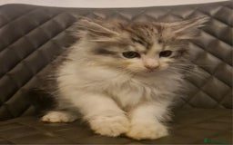 Mixed Breed cats for sale: Sweet Maine Coon mix for sale - Image 10