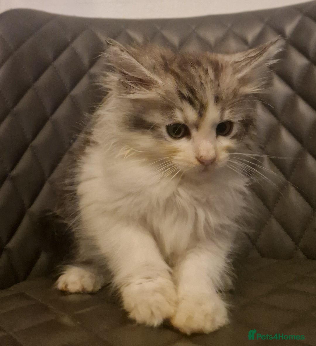 Mixed Breed cats for sale: Sweet Maine Coon mix for sale - Image 10