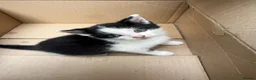 Mixed Breed cats for sale: 4 adorable kittens available to be rehomed - Advert 19