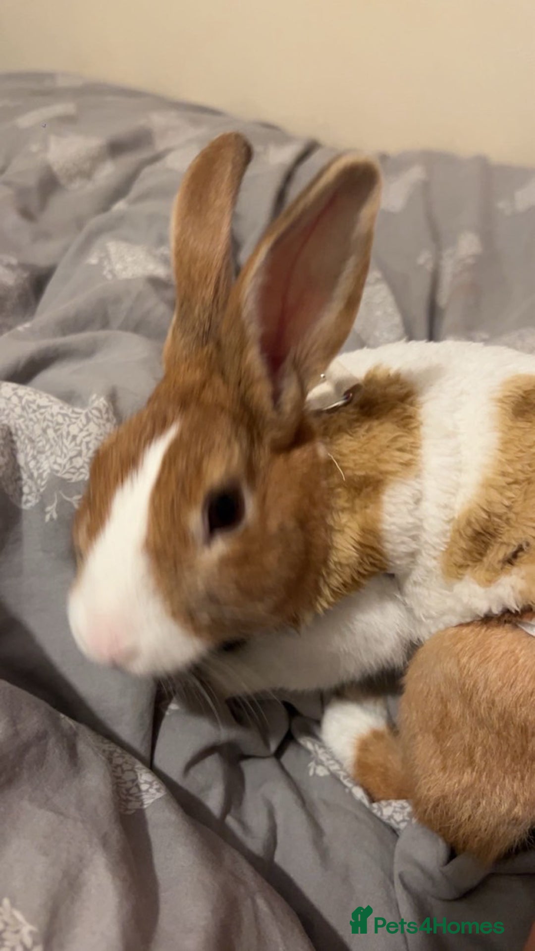 Dutch rabbits for sale: Dutch rabbit  - Image 3