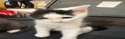 Mixed Breed cats for sale: Kittens  - Advert 30